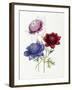 Cultivated Double Varieties of Anemone Coronarial, 1843-49-Jane W. Loudon-Framed Giclee Print