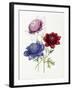 Cultivated Double Varieties of Anemone Coronarial, 1843-49-Jane W. Loudon-Framed Giclee Print