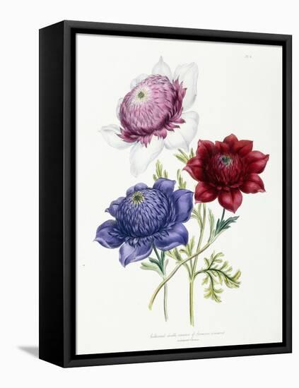 Cultivated Double Varieties of Anemone Coronarial, 1843-49-Jane W. Loudon-Framed Stretched Canvas