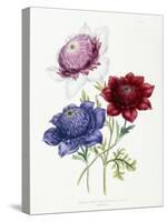 Cultivated Double Varieties of Anemone Coronarial, 1843-49-Jane W. Loudon-Stretched Canvas