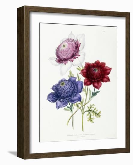 Cultivated Double Varieties of Anemone Coronarial, 1843-49-Jane W. Loudon-Framed Giclee Print