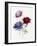 Cultivated Double Varieties of Anemone Coronarial, 1843-49-Jane W. Loudon-Framed Giclee Print