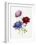 Cultivated Double Varieties of Anemone Coronarial, 1843-49-Jane W. Loudon-Framed Giclee Print
