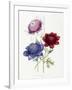 Cultivated Double Varieties of Anemone Coronarial, 1843-49-Jane W. Loudon-Framed Giclee Print