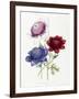 Cultivated Double Varieties of Anemone Coronarial, 1843-49-Jane W. Loudon-Framed Giclee Print