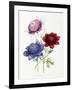 Cultivated Double Varieties of Anemone Coronarial, 1843-49-Jane W. Loudon-Framed Giclee Print