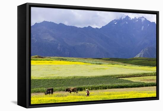 Cultivated Fields and Cattle, Moho, Bordering on Lake Titicaca, Peru-Peter Groenendijk-Framed Stretched Canvas