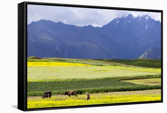 Cultivated Fields and Cattle, Moho, Bordering on Lake Titicaca, Peru-Peter Groenendijk-Framed Stretched Canvas