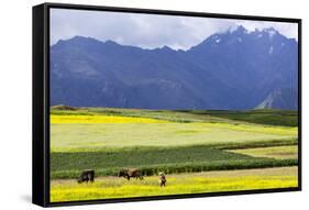 Cultivated Fields and Cattle, Moho, Bordering on Lake Titicaca, Peru-Peter Groenendijk-Framed Stretched Canvas