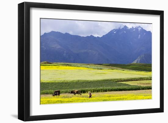 Cultivated Fields and Cattle, Moho, Bordering on Lake Titicaca, Peru-Peter Groenendijk-Framed Photographic Print