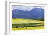 Cultivated Fields and Cattle, Moho, Bordering on Lake Titicaca, Peru-Peter Groenendijk-Framed Photographic Print