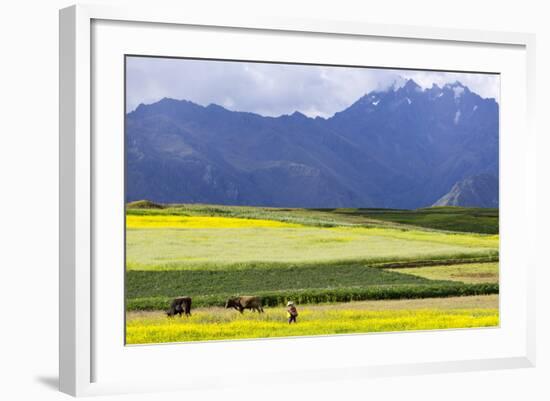 Cultivated Fields and Cattle, Moho, Bordering on Lake Titicaca, Peru-Peter Groenendijk-Framed Photographic Print