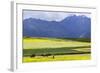 Cultivated Fields and Cattle, Moho, Bordering on Lake Titicaca, Peru-Peter Groenendijk-Framed Photographic Print