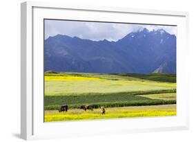 Cultivated Fields and Cattle, Moho, Bordering on Lake Titicaca, Peru-Peter Groenendijk-Framed Photographic Print