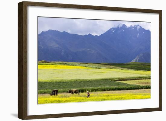 Cultivated Fields and Cattle, Moho, Bordering on Lake Titicaca, Peru-Peter Groenendijk-Framed Photographic Print