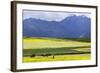 Cultivated Fields and Cattle, Moho, Bordering on Lake Titicaca, Peru-Peter Groenendijk-Framed Photographic Print