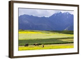 Cultivated Fields and Cattle, Moho, Bordering on Lake Titicaca, Peru-Peter Groenendijk-Framed Photographic Print