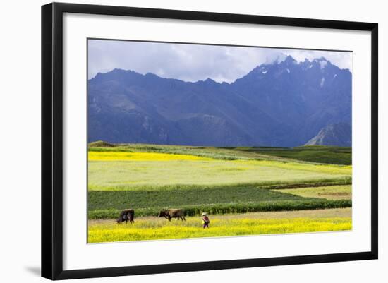 Cultivated Fields and Cattle, Moho, Bordering on Lake Titicaca, Peru-Peter Groenendijk-Framed Photographic Print