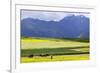 Cultivated Fields and Cattle, Moho, Bordering on Lake Titicaca, Peru-Peter Groenendijk-Framed Photographic Print