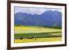 Cultivated Fields and Cattle, Moho, Bordering on Lake Titicaca, Peru-Peter Groenendijk-Framed Photographic Print