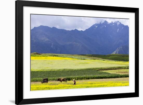 Cultivated Fields and Cattle, Moho, Bordering on Lake Titicaca, Peru-Peter Groenendijk-Framed Photographic Print