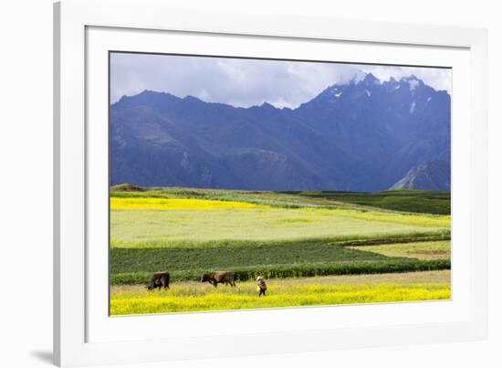 Cultivated Fields and Cattle, Moho, Bordering on Lake Titicaca, Peru-Peter Groenendijk-Framed Photographic Print