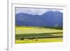 Cultivated Fields and Cattle, Moho, Bordering on Lake Titicaca, Peru-Peter Groenendijk-Framed Photographic Print