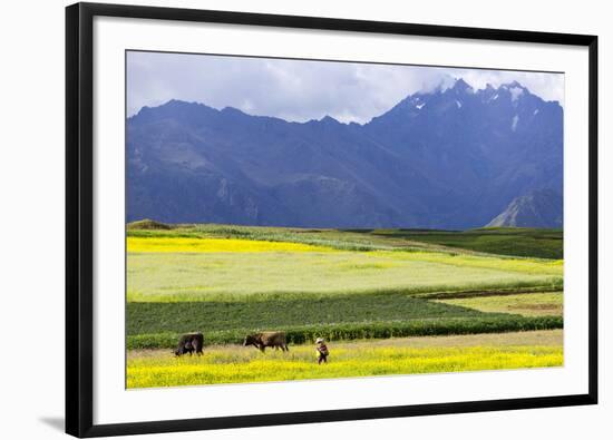 Cultivated Fields and Cattle, Moho, Bordering on Lake Titicaca, Peru-Peter Groenendijk-Framed Photographic Print