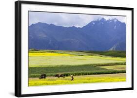 Cultivated Fields and Cattle, Moho, Bordering on Lake Titicaca, Peru-Peter Groenendijk-Framed Photographic Print