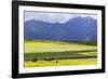 Cultivated Fields and Cattle, Moho, Bordering on Lake Titicaca, Peru-Peter Groenendijk-Framed Photographic Print