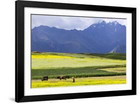 Cultivated Fields and Cattle, Moho, Bordering on Lake Titicaca, Peru-Peter Groenendijk-Framed Photographic Print