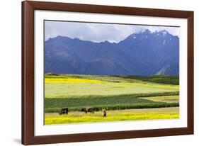 Cultivated Fields and Cattle, Moho, Bordering on Lake Titicaca, Peru-Peter Groenendijk-Framed Photographic Print