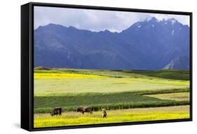 Cultivated Fields and Cattle, Moho, Bordering on Lake Titicaca, Peru-Peter Groenendijk-Framed Stretched Canvas