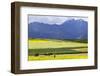 Cultivated Fields and Cattle, Moho, Bordering on Lake Titicaca, Peru-Peter Groenendijk-Framed Photographic Print