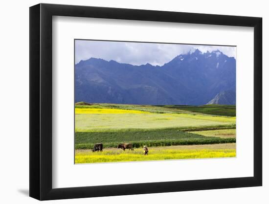 Cultivated Fields and Cattle, Moho, Bordering on Lake Titicaca, Peru-Peter Groenendijk-Framed Photographic Print