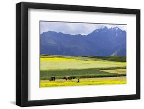 Cultivated Fields and Cattle, Moho, Bordering on Lake Titicaca, Peru-Peter Groenendijk-Framed Photographic Print