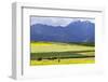 Cultivated Fields and Cattle, Moho, Bordering on Lake Titicaca, Peru-Peter Groenendijk-Framed Photographic Print