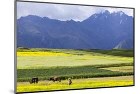 Cultivated Fields and Cattle, Moho, Bordering on Lake Titicaca, Peru-Peter Groenendijk-Mounted Photographic Print