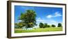 Cultivated Landscape with 'SolitŠr Eiche' (Oak), Agriculturally Extensively Used Meadows, Bavaria-Andreas Vitting-Framed Photographic Print