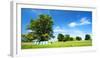 Cultivated Landscape with 'SolitŠr Eiche' (Oak), Agriculturally Extensively Used Meadows, Bavaria-Andreas Vitting-Framed Photographic Print