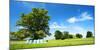 Cultivated Landscape with 'SolitŠr Eiche' (Oak), Agriculturally Extensively Used Meadows, Bavaria-Andreas Vitting-Mounted Photographic Print