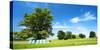 Cultivated Landscape with 'SolitŠr Eiche' (Oak), Agriculturally Extensively Used Meadows, Bavaria-Andreas Vitting-Stretched Canvas