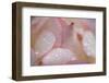 Cultivated Rose (Rosa sp.) close-up of petals and water droplets-David Burton-Framed Photographic Print