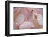 Cultivated Rose (Rosa sp.) close-up of petals and water droplets-David Burton-Framed Photographic Print