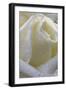 Cultivated Rose (Rosa sp.) close-up of white flower petals, after rainshower-Nicholas & Sherry Lu Aldridge-Framed Photographic Print