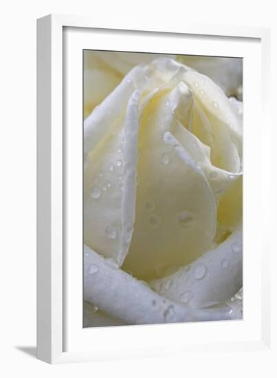 Cultivated Rose (Rosa sp.) close-up of white flower petals, after rainshower-Nicholas & Sherry Lu Aldridge-Framed Photographic Print