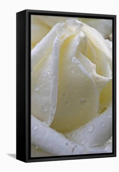 Cultivated Rose (Rosa sp.) close-up of white flower petals, after rainshower-Nicholas & Sherry Lu Aldridge-Framed Stretched Canvas