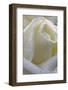 Cultivated Rose (Rosa sp.) close-up of white flower petals, after rainshower-Nicholas & Sherry Lu Aldridge-Framed Photographic Print