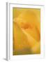 Cultivated Rose (Rosa sp.) close-up of yellow flower petals, after rainshower-Nicholas & Sherry Lu Aldridge-Framed Photographic Print