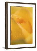 Cultivated Rose (Rosa sp.) close-up of yellow flower petals, after rainshower-Nicholas & Sherry Lu Aldridge-Framed Photographic Print